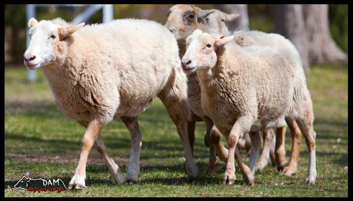 افزایش طول عمر گوسفند